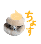 Daily Beagle Anne（個別スタンプ：23）