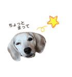 Daily Beagle Anne（個別スタンプ：24）