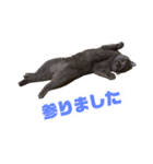 すぎうらしげる（個別スタンプ：1）