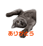 すぎうらしげる（個別スタンプ：5）