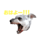 Mシュナ★トトから一言（個別スタンプ：8）