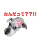 Mシュナ★トトから一言（個別スタンプ：15）