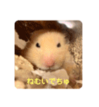 キンクマハムスターはむのすけ（個別スタンプ：2）