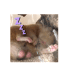 キンクマハムスターはむのすけ（個別スタンプ：3）
