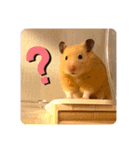 キンクマハムスターはむのすけ（個別スタンプ：5）