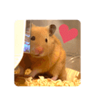 キンクマハムスターはむのすけ（個別スタンプ：6）