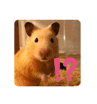 キンクマハムスターはむのすけ（個別スタンプ：7）