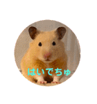 キンクマハムスターはむのすけ（個別スタンプ：8）