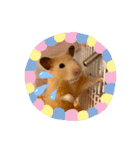 キンクマハムスターはむのすけ（個別スタンプ：12）