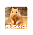 キンクマハムスターはむのすけ（個別スタンプ：14）