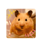 キンクマハムスターはむのすけ（個別スタンプ：16）