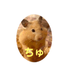 キンクマハムスターはむのすけ（個別スタンプ：20）