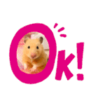 キンクマハムスターはむのすけ（個別スタンプ：22）