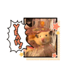 キンクマハムスターはむのすけ（個別スタンプ：25）