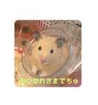 キンクマハムスターはむのすけ（個別スタンプ：26）