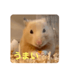 キンクマハムスターはむのすけ（個別スタンプ：29）