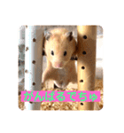 キンクマハムスターはむのすけ（個別スタンプ：30）