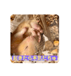 キンクマハムスターはむのすけ（個別スタンプ：31）