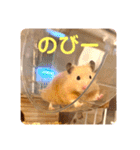 キンクマハムスターはむのすけ（個別スタンプ：35）