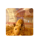 キンクマハムスターはむのすけ（個別スタンプ：37）