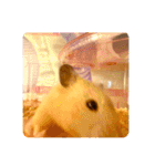 キンクマハムスターはむのすけ（個別スタンプ：38）