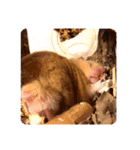 キンクマハムスターはむのすけ（個別スタンプ：40）