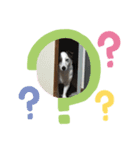 四足（個別スタンプ：7）
