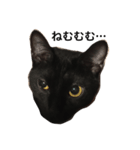 黒猫ルナの返事1（個別スタンプ：1）