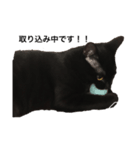 黒猫ルナの返事1（個別スタンプ：3）