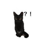 黒猫ルナの返事1（個別スタンプ：4）