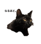 黒猫ルナの返事1（個別スタンプ：5）