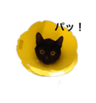 黒猫ルナの返事1（個別スタンプ：7）