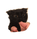黒猫ルナの返事1（個別スタンプ：8）