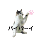 まろむぎ日和（個別スタンプ：3）