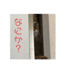 まろむぎ日和（個別スタンプ：4）