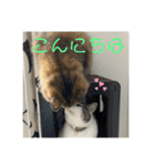 まろむぎ日和（個別スタンプ：7）