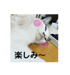 まろむぎ日和（個別スタンプ：13）