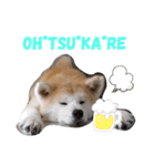 秋田犬睦子ⅱ（個別スタンプ：3）