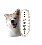 秋田犬睦子ⅱ（個別スタンプ：4）