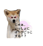 秋田犬睦子ⅱ（個別スタンプ：5）