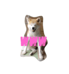 秋田犬睦子ⅱ（個別スタンプ：6）
