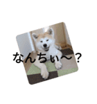 秋田犬睦子ⅱ（個別スタンプ：7）