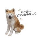 秋田犬睦子ⅱ（個別スタンプ：9）