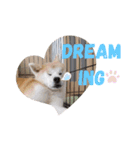 秋田犬睦子ⅱ（個別スタンプ：10）