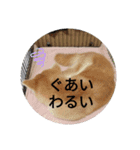 秋田犬睦子ⅱ（個別スタンプ：11）