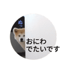 秋田犬睦子ⅱ（個別スタンプ：13）