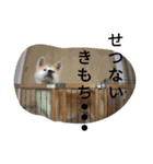 秋田犬睦子ⅱ（個別スタンプ：14）