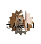 秋田犬睦子ⅱ（個別スタンプ：16）