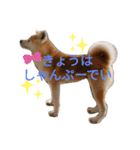 秋田犬睦子ⅱ（個別スタンプ：18）