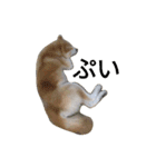 秋田犬睦子ⅱ（個別スタンプ：19）